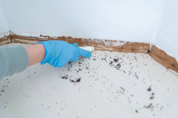 Best Termite Control Services  in New Vienna, OH